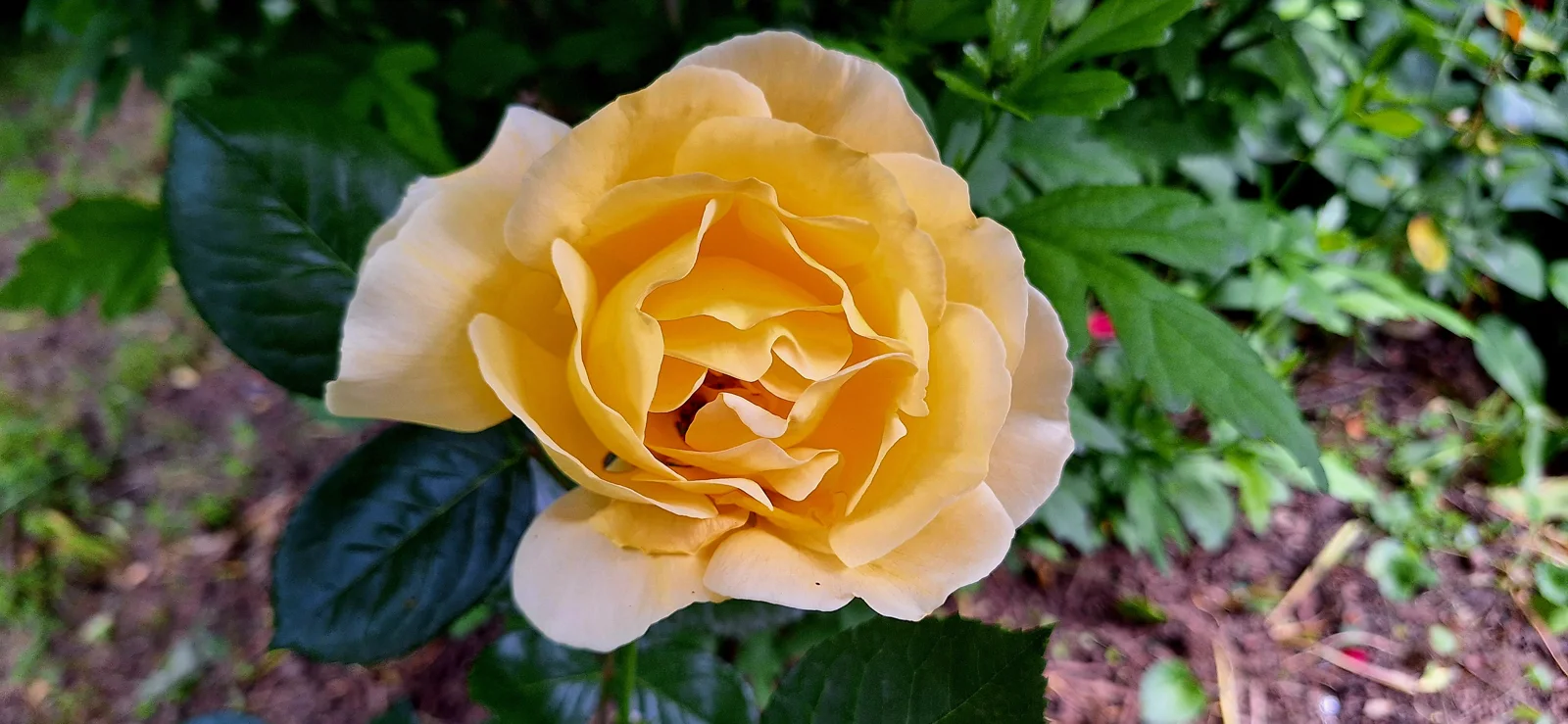 A yellow rose in bloom above green leaves.